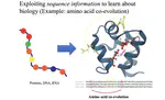 Protein sequence analysis